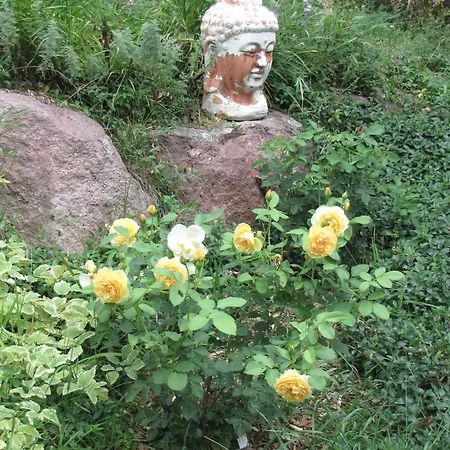Shambhala Bed And Breakfast-3